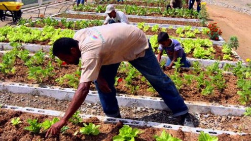 La Misión Agro empieza a transformar el campo en toda Venezuela - Foto: Agencia Venezolana de Noticias