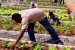 La Misión Agro empieza a transformar el campo en toda Venezuela - Foto: Agencia Venezolana de Noticias