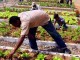 La Misión Agro empieza a transformar el campo en toda Venezuela - Foto: Agencia Venezolana de Noticias