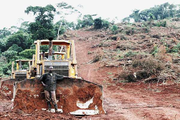 Después de haber  despojado a cientos de campesinos, la multinacional Bidco destruye cientos de hectáreas de bosque para plantar cultivos destinados a  agrocombustibles en Kalangala (Uganda) - Foto: Jason Taylor, Amigos de la Tierra Internacional