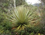 Puya en el nacimiento del río Fucha - Foto: Gustavo Wilches Chaux