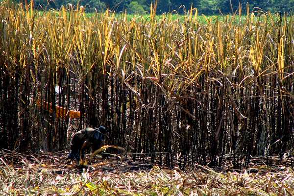 Un reportaje sobre la destrucción ambiental y social causada por los poderosos ingenios de caña ocasionó la censura contra el profesor Abel Gómez - Foto: Andrés Garzón