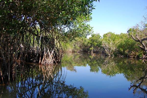 Los manglares, humedales y bosques de costas desaparecen de la mano de la urbaniación indiscriminada y de la destrucción de las playas - Foto: Emerson Posadas