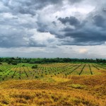 Los negocios sucios de la agroindustria ‘verde’ en Colombia