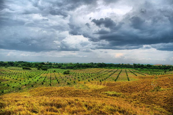 Plantaciones de palma aceitera de Poligrow en Mapiripán (Meta) - Foto: Mark van Dorp, SOMO.