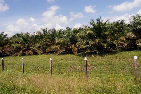En Guatemala, luegos de los acuerdos de paz se extendió la agroindustria de cultivos como la palma aceitera. Algo similar puede pasar en Colombia. Foto: Omar Vera.