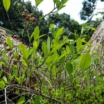 Tumaco y el reto de dejar atrás la coca