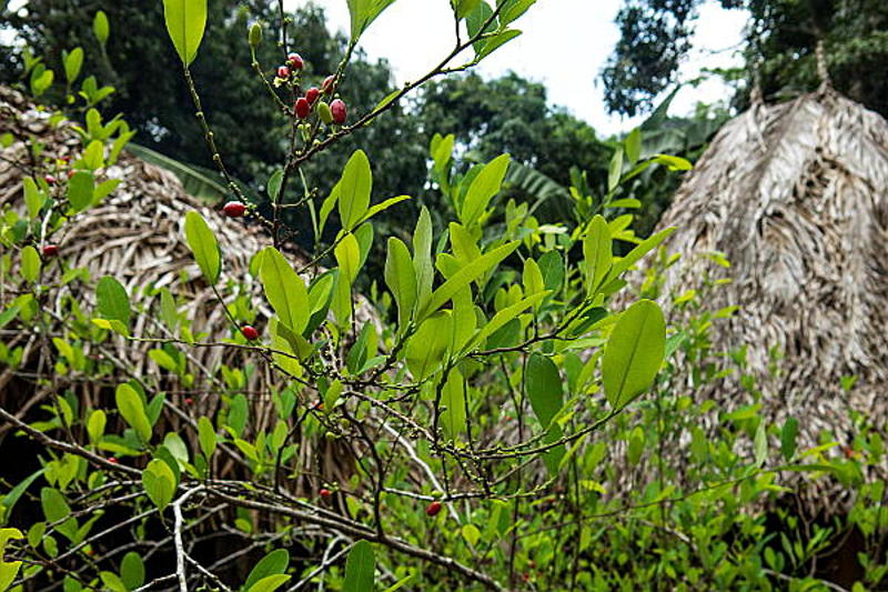 Cultivos de coca en Tumaco. Foto: Bram Ebus.