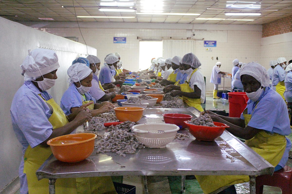 Mesa de trabajo de mujeres que limpian camarones en Tumaco. Foto: Omar Vera
