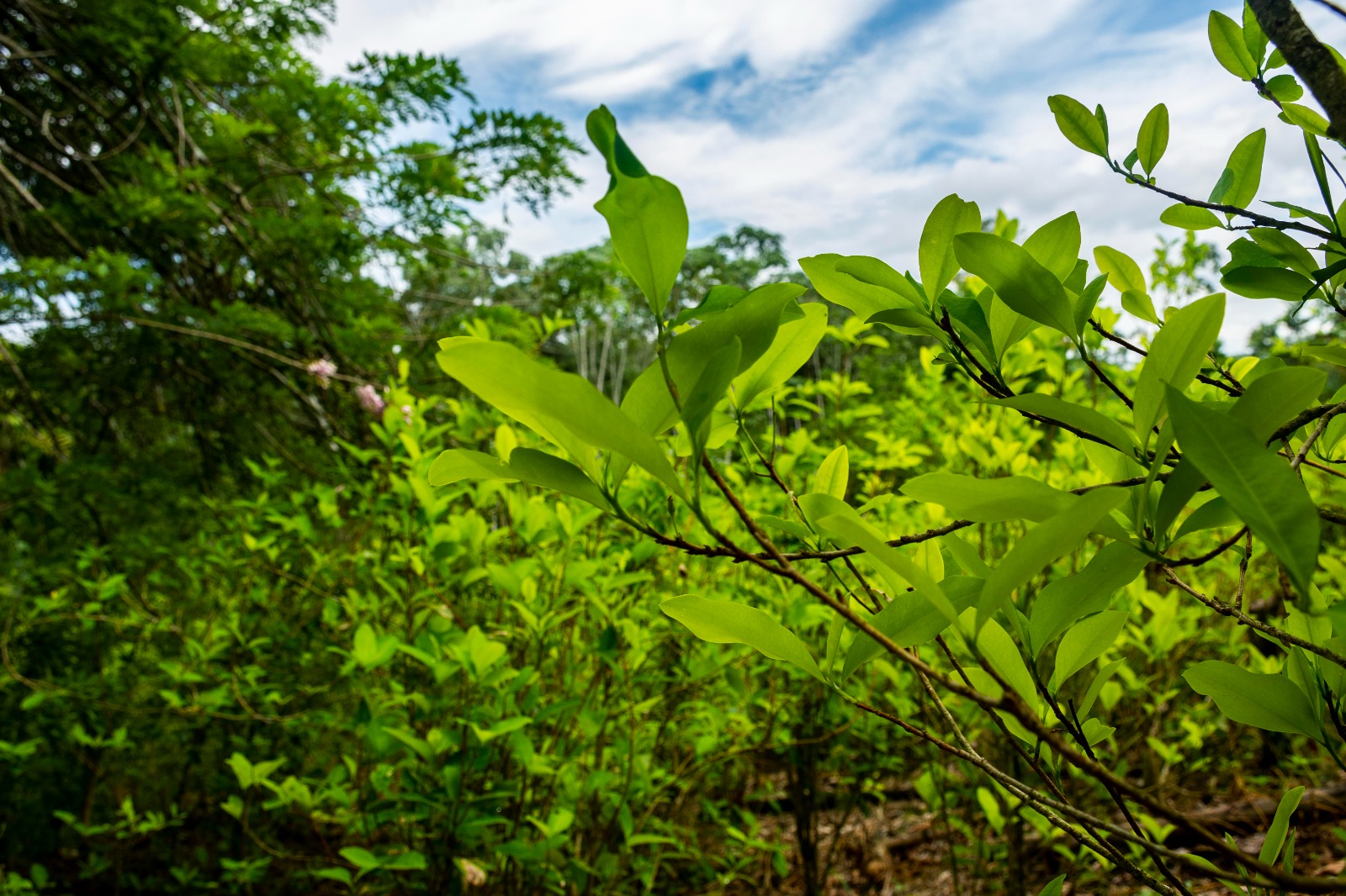 Plantas de coca en Tumaco. Foto: Leidy Benítez.