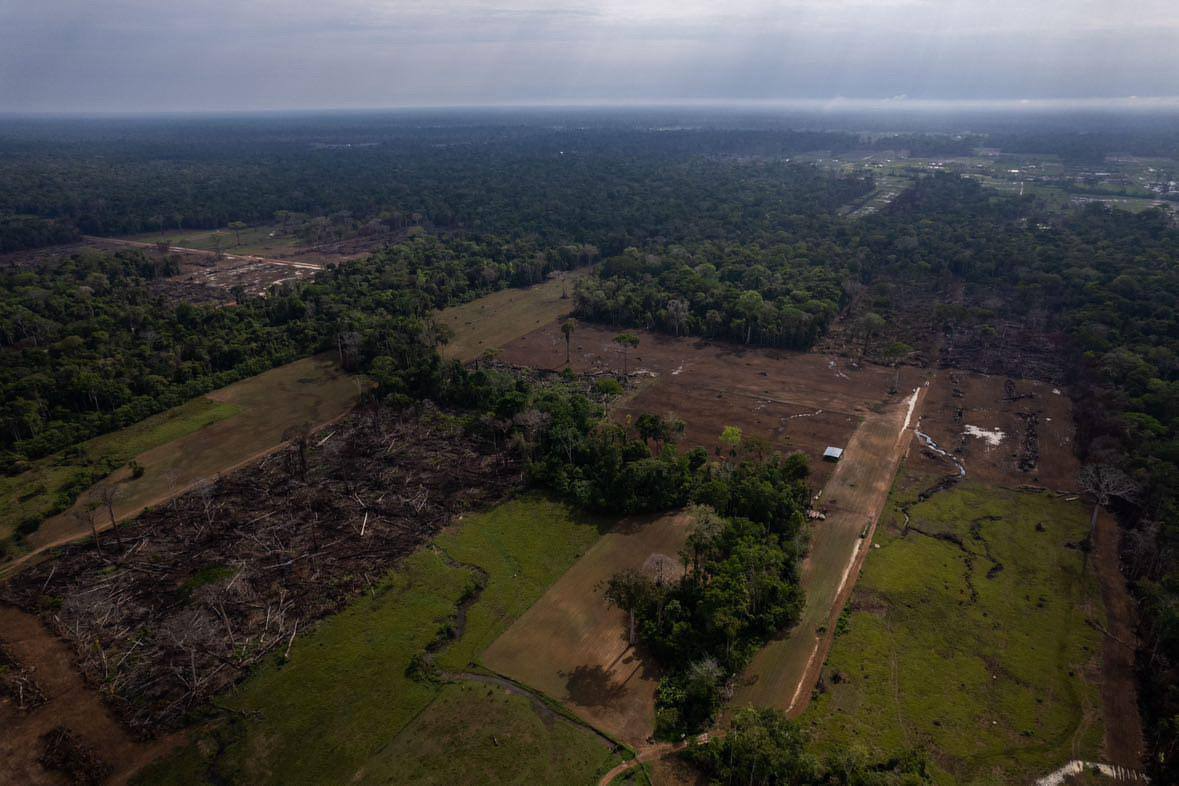 Tala masiva causada por comuniades menonitas en la Amazonía peruana - Foto: Marco Garro