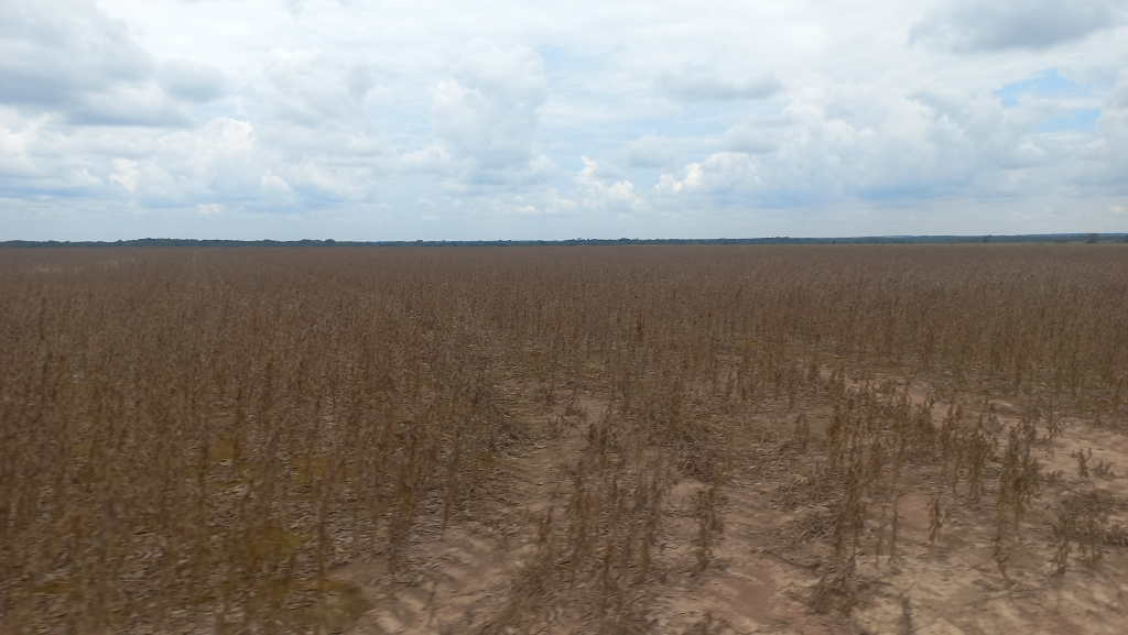 Carranza’s Dead Hand Behind Aliar-Fazenda and the Mennonites in Meta