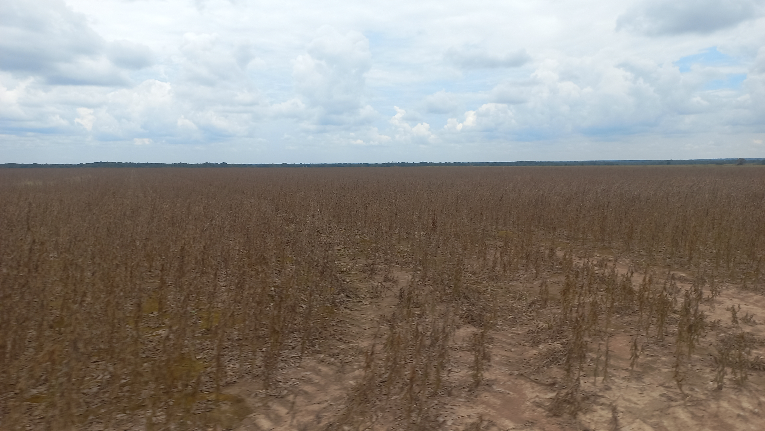 Desiertos de frijol soya y maíz cambiaron las sabanas del Meta - Foto: Camila Ramírez