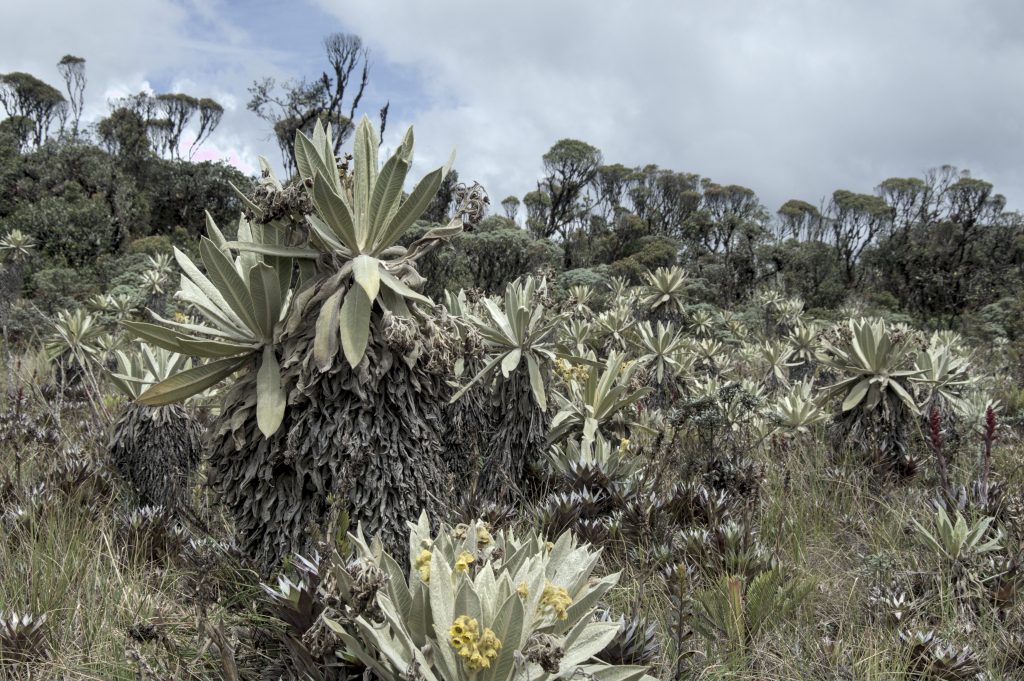 Frailejones are ‘water factories’ that channel water into the ground, giving rise to springs - Photo: Andrés Gómez